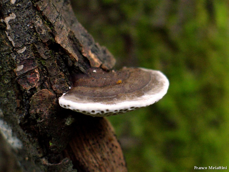 Hexagonia nitida